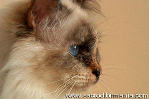Emily, seal-tortie-point