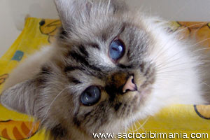 Iside, seal-tabby-point