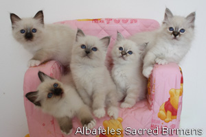 Birman kittens