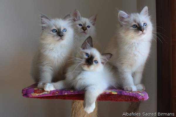 sacred birman Albafeles