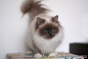 ananke, seal-tabby point