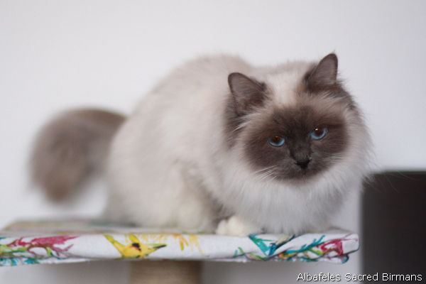 ananke, seal-tabby point