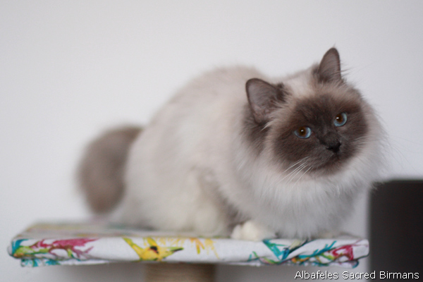 ananke, seal-tabby point
