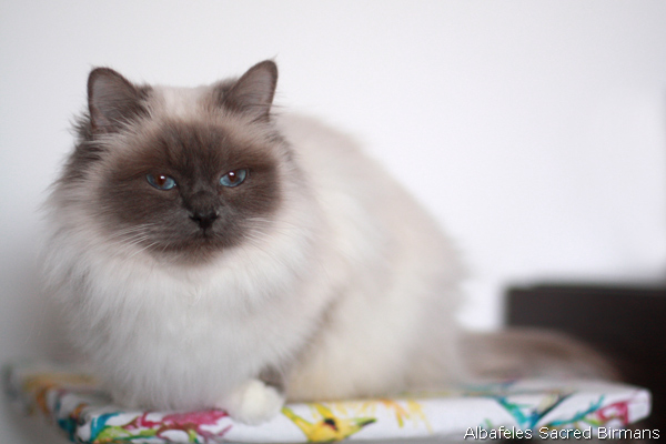 ananke, seal-tabby point