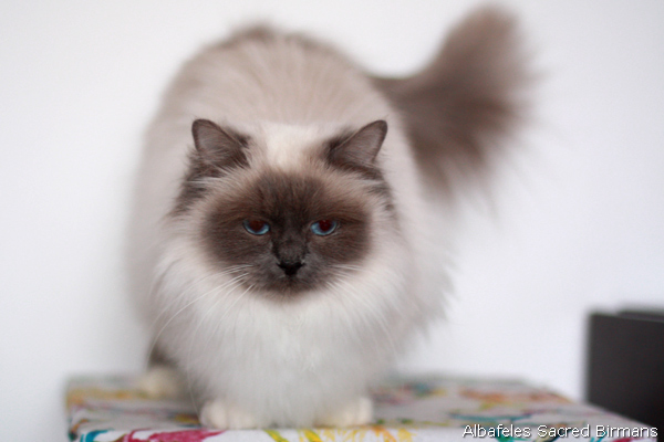 ananke, seal-tabby point