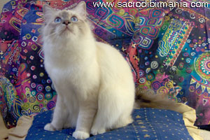 Loto, blue-tabby-point