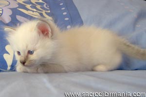 kitten  blue-tabby-point