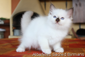 kittens