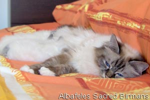 kittens of sacred birmans