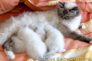 kittens of sacred birmans