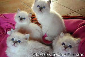 Kittens, blu and blu-tabby-point