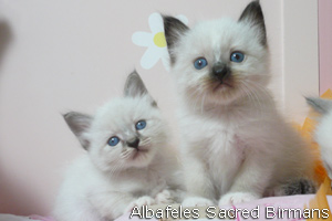 pictures of kittens