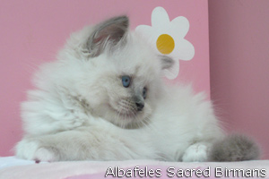 Ophelia, blue-point