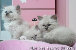 Albafeles kittens