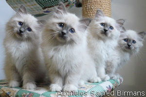lilac birman kitten