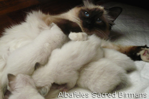 pictures of Ninfea and kittens
