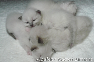 pictures of Ninfea and kittens