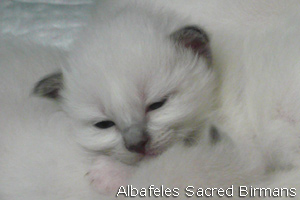 pictures of Ninfea and kittens