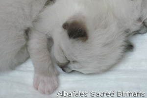 pictures of Ninfea and kittens