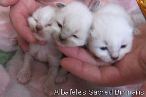 Albafeles Birmans kittens