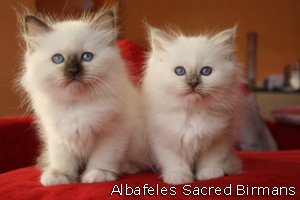 Sacred Birman Kittens