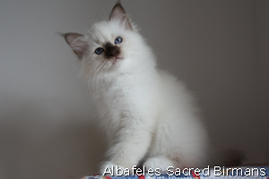kittens