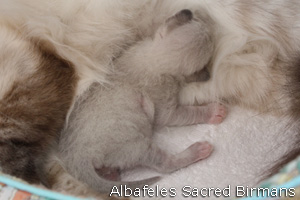 pictures of kittens