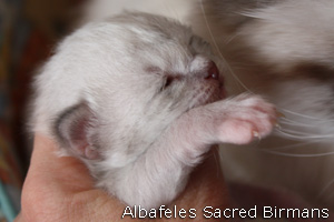 pictures of kittens
