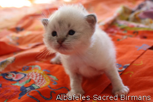 pictures of kittens