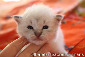 pictures of kittens