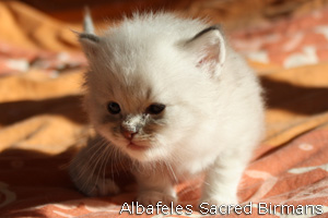 pictures of kittens