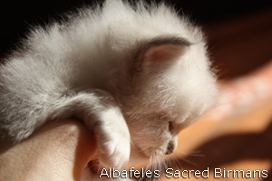 pictures of kittens