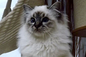 Zodiac, seal-tabby point