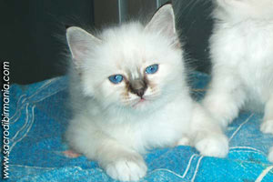 Leon, seal-tabby-point
