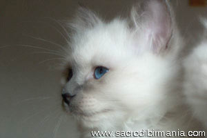 Lady, blue-point
