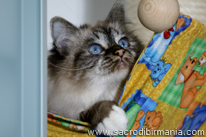 Iside, seal-tabby-point