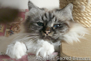 Iside, seal-tabby-point