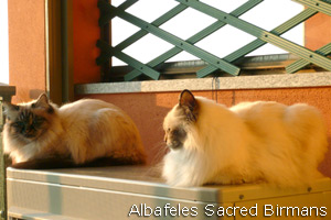 Iside and Emily, seal-tabby and seal-tortie-point