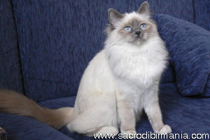 Lady Oscar, blu-point