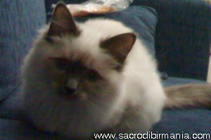 Lady, blu-point