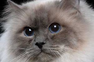 picture: Minosse lilac-tabby-point