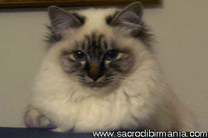 Lucilla, seal-tabby-point