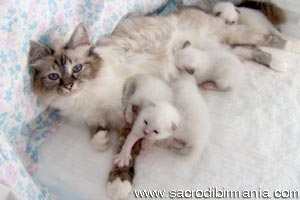 iside & kittens