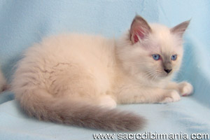Minerva, blu-point