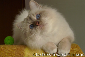 Minosse, lilac-tabby-point