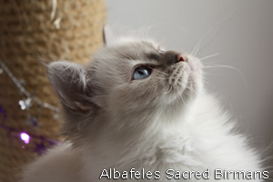 Priscilla, blue-point