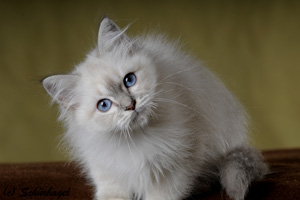Original Blue, blue-point
