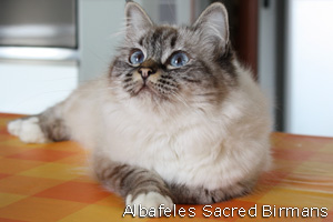 Iside, seal-tabby-point