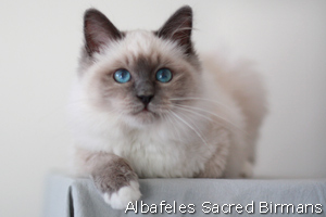 nausicaa, seal-tabby point