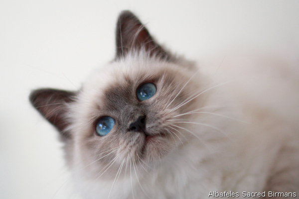nausicaa, seal-tabby point